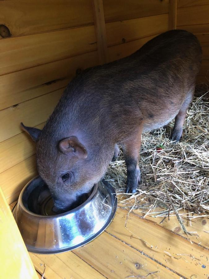 Hotel La Grange - Animal Chic Hotel Courmayeur Eksteriør bilde