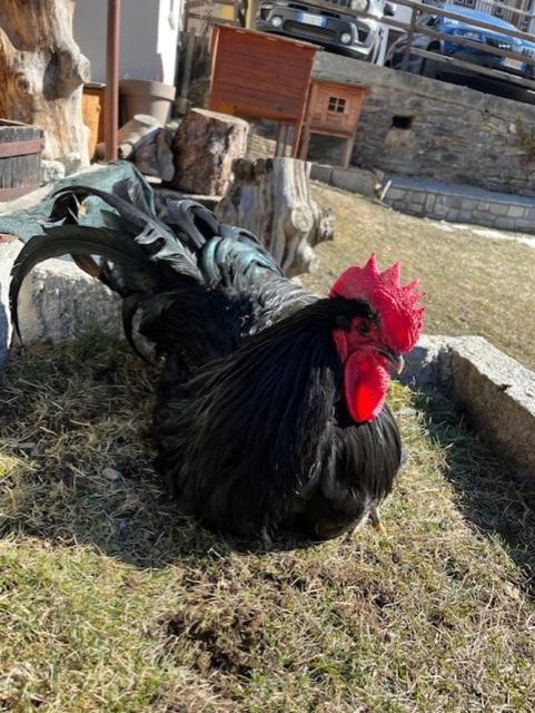Hotel La Grange - Animal Chic Hotel Courmayeur Eksteriør bilde