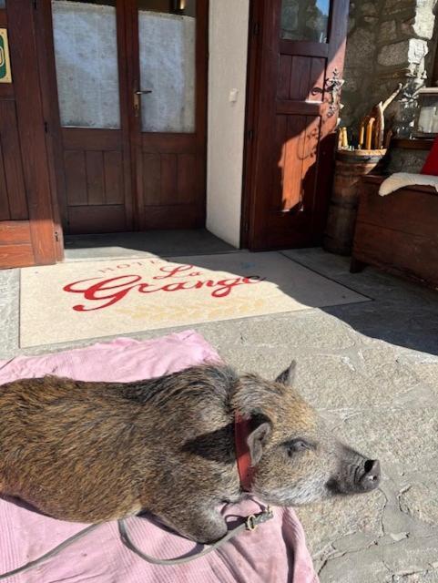 Hotel La Grange - Animal Chic Hotel Courmayeur Eksteriør bilde