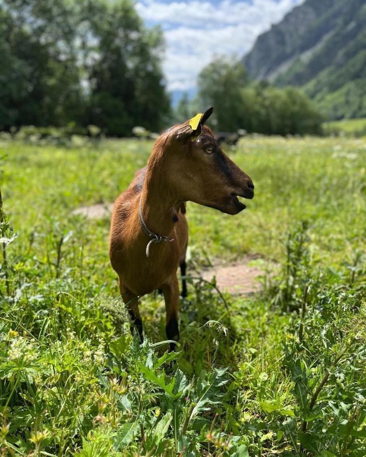 Hotel La Grange - Animal Chic Hotel Courmayeur Eksteriør bilde